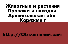 Животные и растения Пропажи и находки. Архангельская обл.,Коряжма г.